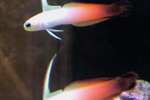 Firefish Thumbnail