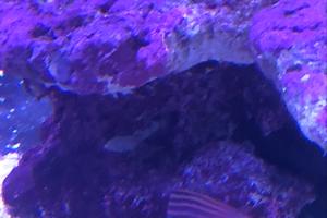 Six line wrasse Thumbnail