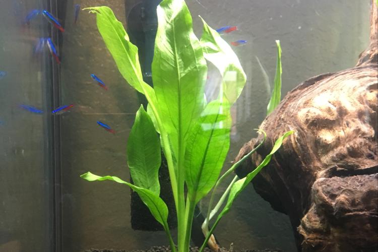 Amazon Sword / Echinodorus amazonicus 285