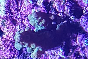 acropora Thumbnail
