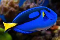 Blue hippo tang Thumbnail