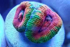 Acanthastrea