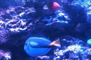 Blue Tang Thumbnail
