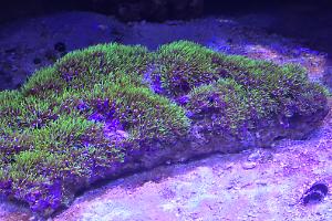 Green Star Polyp Thumbnail