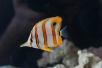 Copperband Butterflyfish