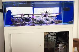 Milli's Reef  Thumbnail