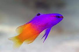 Royal Gamma Basslet