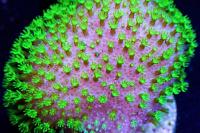 Toadstool Leather Coral Thumbnail