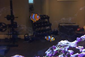 Clownfish Thumbnail