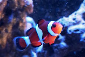 Clownfish Thumbnail