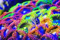 Green Zoa Thumbnail