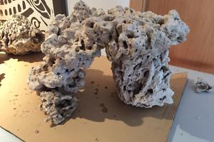 Ventino's reef on Jul 5, 2018