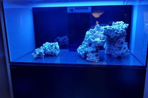 Ventino's reef on Jul 5, 2018