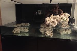 Ventino's reef on Jul 9, 2018