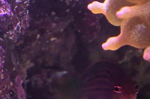 Six Line Wrasse Thumbnail
