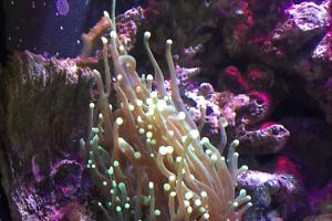 Torch coral Thumbnail