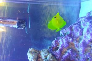 yellow tang Thumbnail