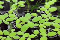 Water lettuce  Thumbnail