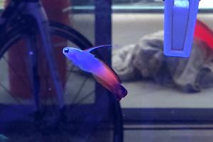 Firefish Thumbnail