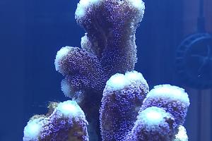 Stylophora Milka