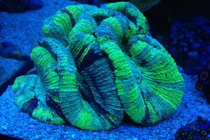 Trachyphyllia