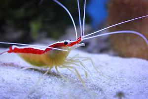 Amboinensis