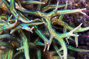 Coral nido