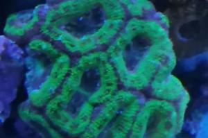 Acan