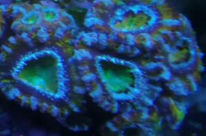 Acan