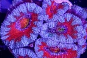 Acan