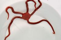 Ofiura Roja Thumbnail