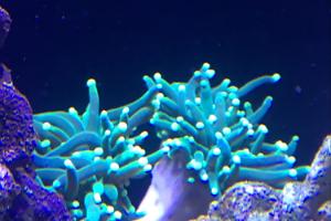Torch Coral Thumbnail