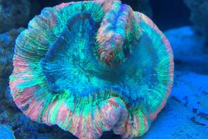 Coral cerebo