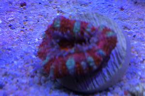 Acan Micromussa Brain Coral Thumbnail
