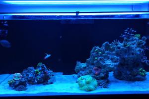 Ventino's reef on Aug 27, 2018