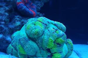 Ventino's reef on Aug 27, 2018