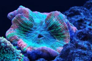Ventino's reef on Aug 27, 2018
