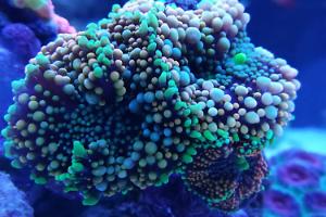 Ventino's reef on Aug 27, 2018