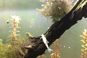 Otocinclus Catfish Thumbnail