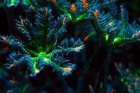 Clove Polyps Thumbnail