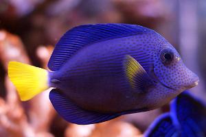 Cirujano morado