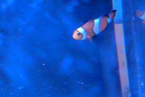 Ocellaris Clown Fish Thumbnail