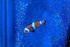 Ocellaris Clownfish Captive Bred Thumbnail