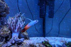 Firefish Thumbnail