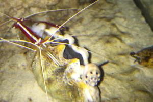 Ventino's reef on Sep 11, 2018