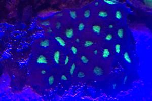 Favia green and red Thumbnail