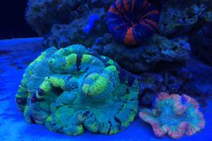 Ventino's reef on Sep 17, 2018