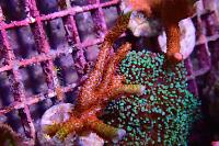 Green Montipora digitata Thumbnail