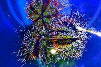 Urchin Thumbnail