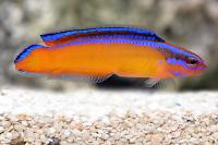 Neon Dottyback Thumbnail